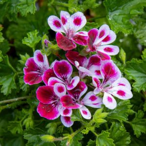 Enkelinsilmäpelargoni Angel Mw. Nova