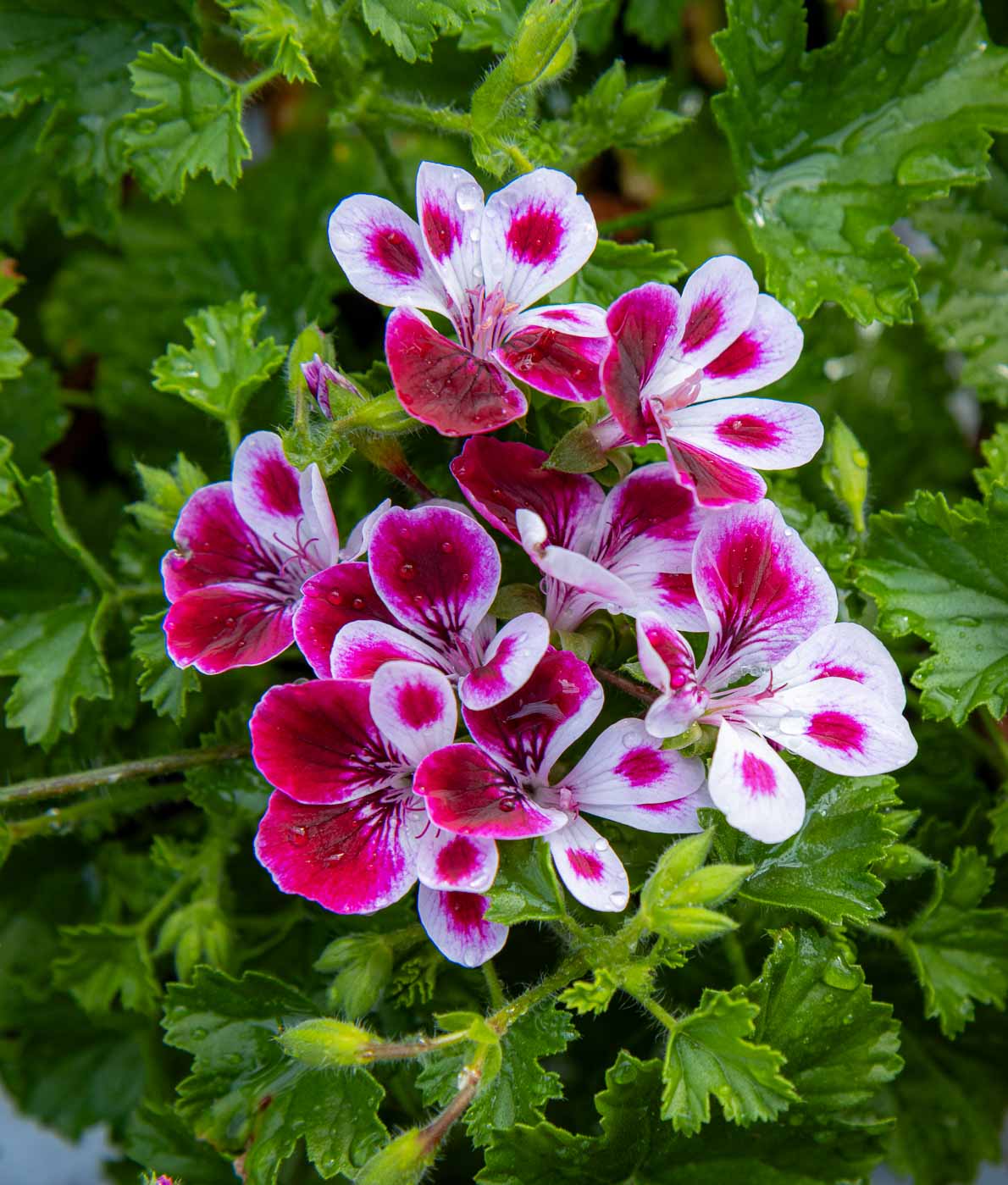 Enkelinsilmäpelargoni Angel Mw. Nova