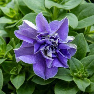 sininen kerrottu petunia