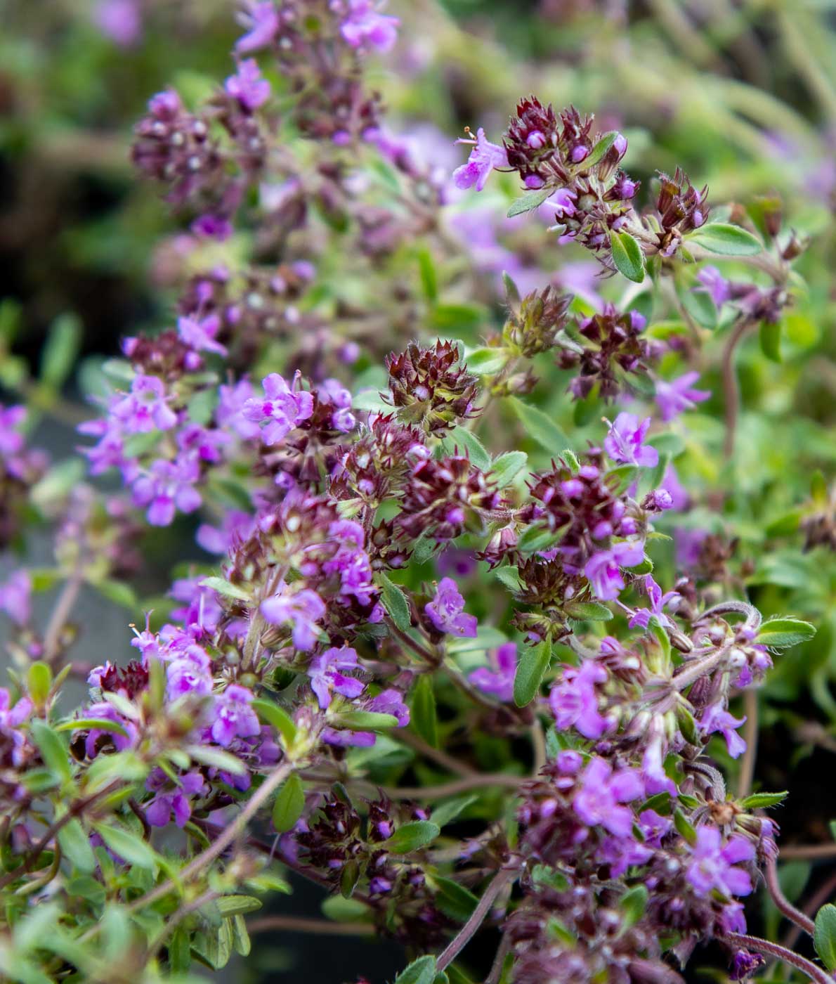 Tiivis ja punaisena kukkiva harmaa-ajuruoho Red Carpet kasvamassa matalana maanpeitekasvina aurinkoisessa kivikkopuutarhassa.
