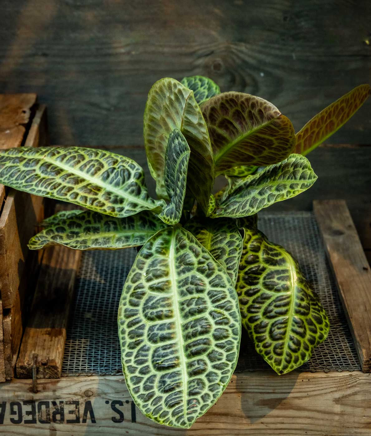 Labisia Zebra