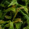 Adiantum