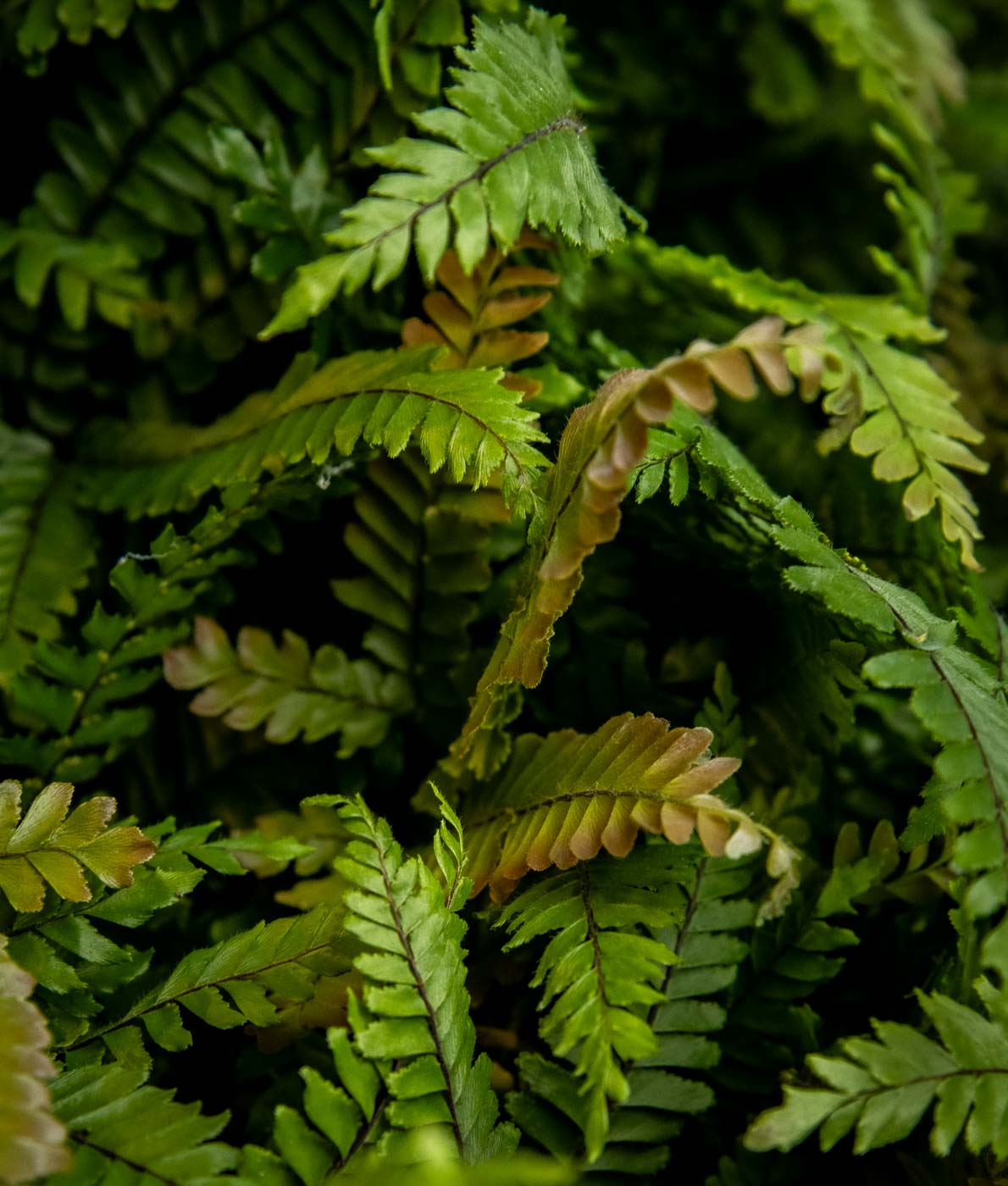 Adiantum