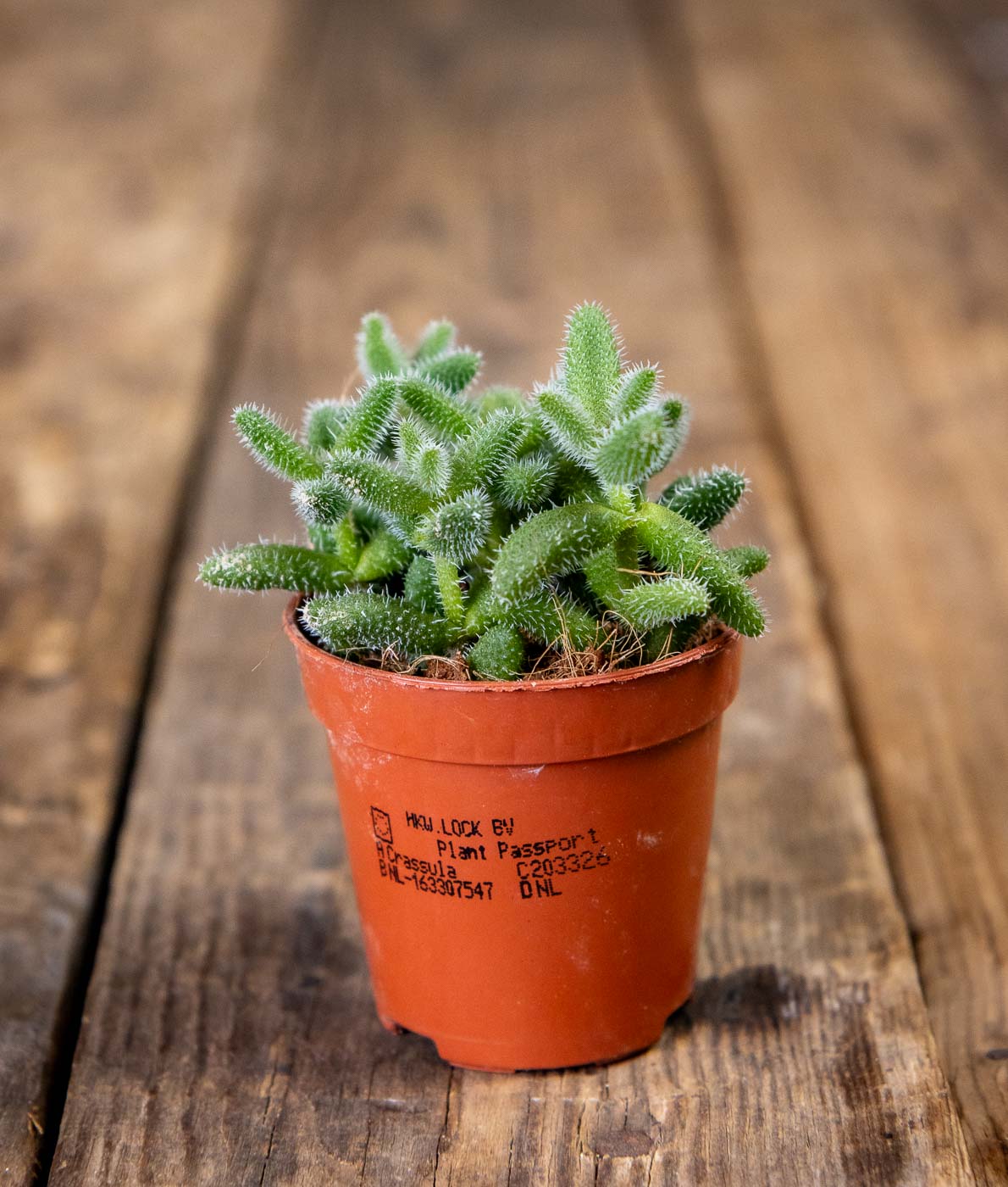 Piikkipäivikki Pickle Plant ruukussa puu pöydällä