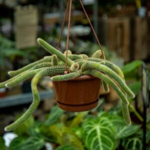 Apinanhäntäkaktus 15 cm amppelissa