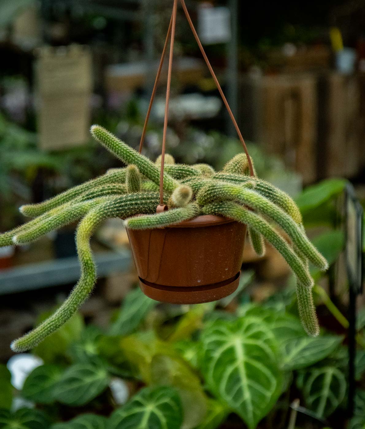 Apinanhäntäkaktus 15 cm amppelissa