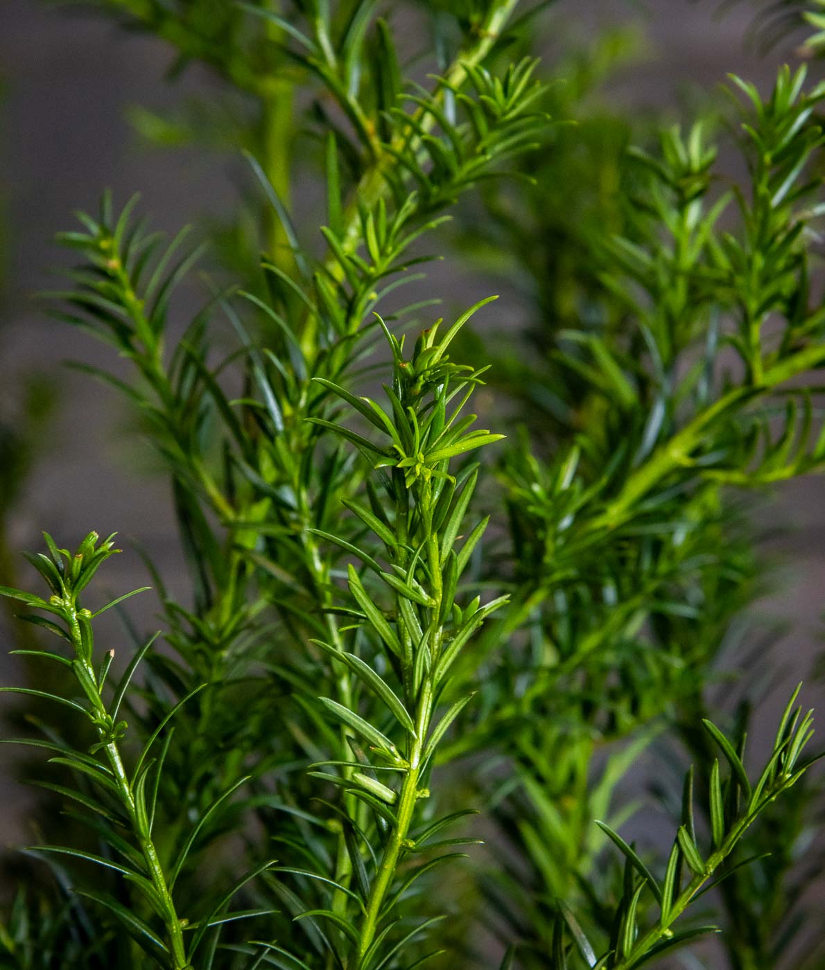 Kartiomarjakuusi Groenland