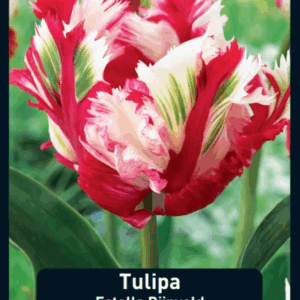 Tulppaani Rijnveld