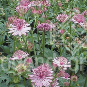 Astrantia major Roma