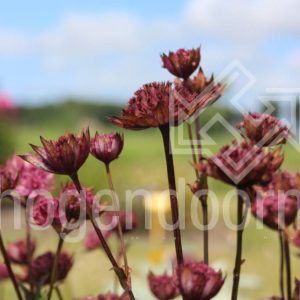 Astrantia major