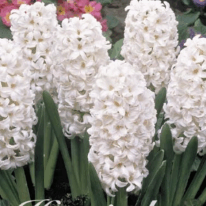 Keväthyasintti White Pearl