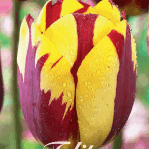 Tulppaani Helmar