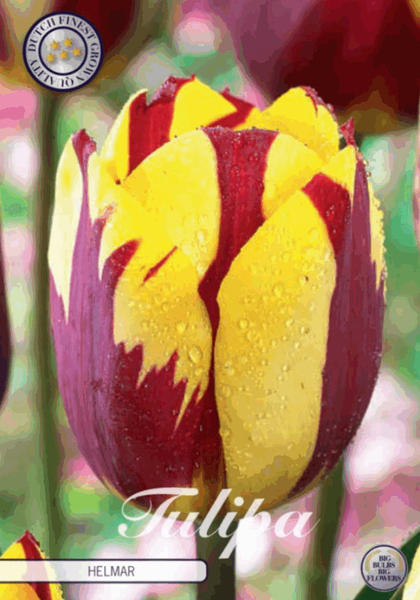 Tulppaani Helmar