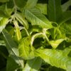 lippia