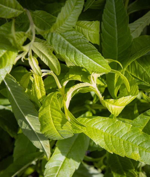 lippia