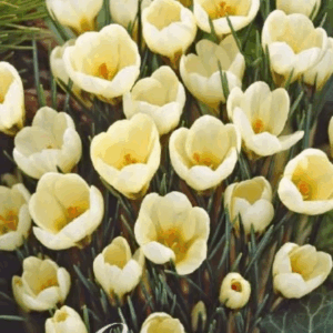 Kultasahrami Cream Beauty