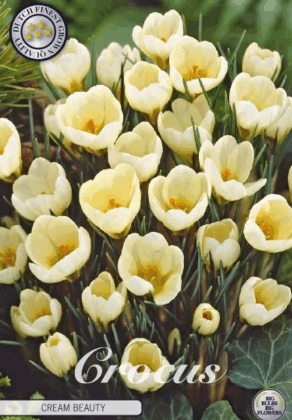 Kultasahrami Cream Beauty