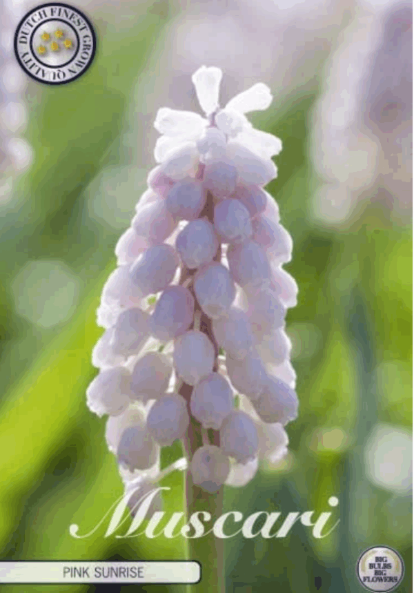 Helnihyasintti Pink Sunrise