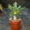 Pullearunkoinen Aavikkopaksujalka eli Pachypodium saundersii ruskeassa muoviruukussa