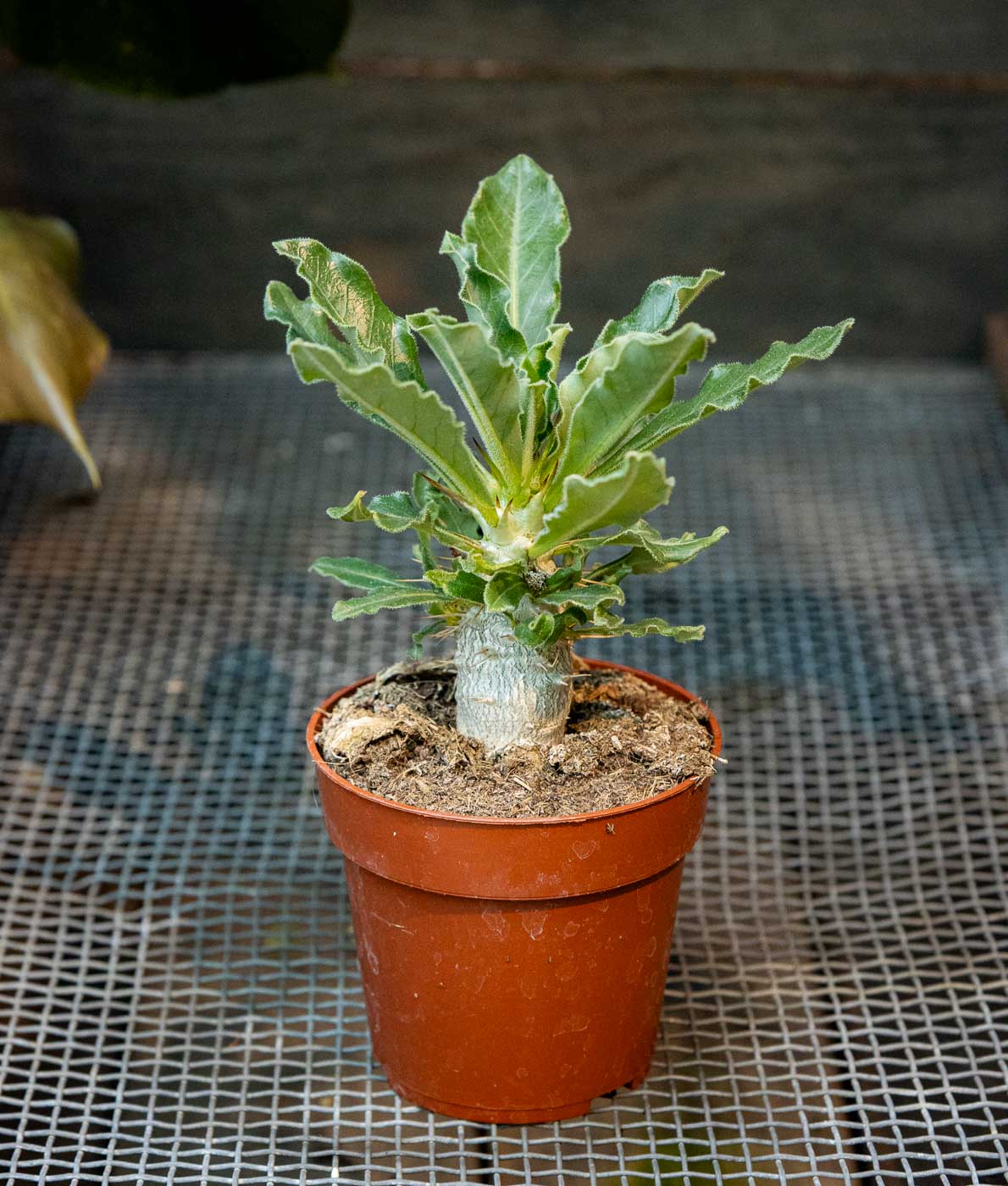 Pullearunkoinen Aavikkopaksujalka eli Pachypodium saundersii ruskeassa muoviruukussa