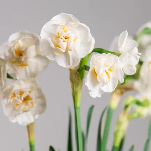 valkoinen narsissin kukka