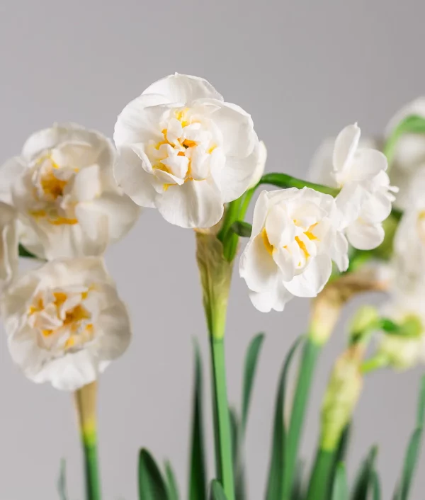 valkoinen narsissin kukka