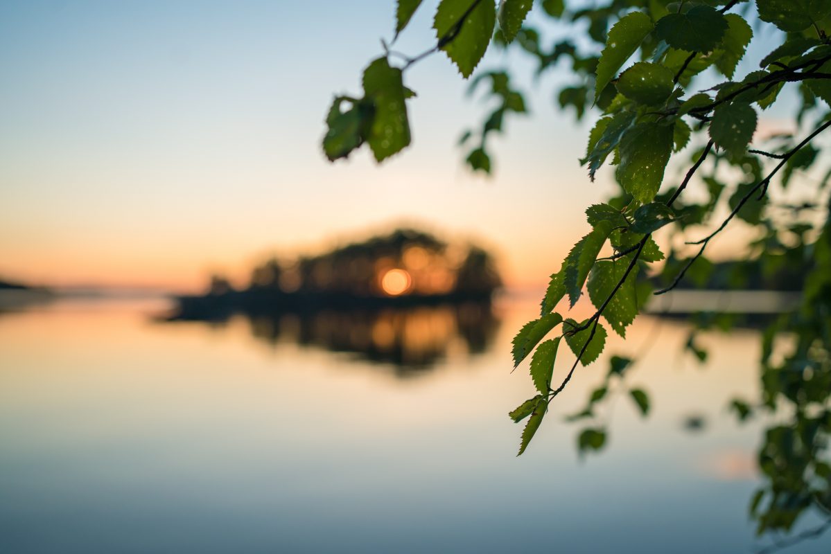 Koivuja auringonlasku