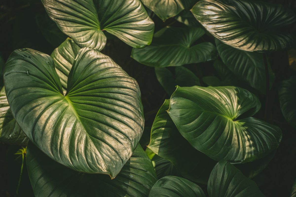 Natural tropical green leaves plants