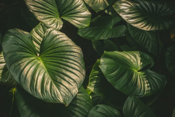 Natural tropical green leaves plants