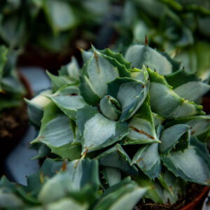Agaave potatorum variegata