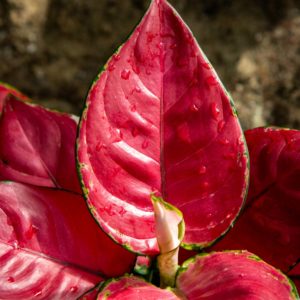 Laikkuvehka Geely Red