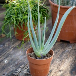 Aloe
