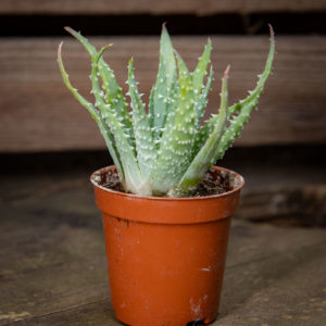 Pieni, vihreä siiliaaloe (Aloe humilis) ruskeassa muoviruukussa puisella pöydällä.