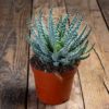 Aloe