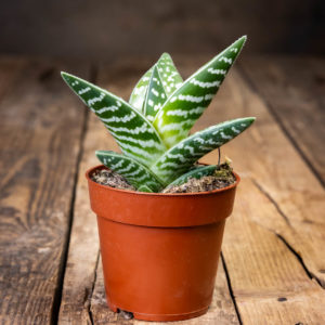 Pieni kirjoaloe ruskeassa muoviruukussa, pystyt vihreät lehdet valkoisilla tiikerinraidoilla puupintaa vasten