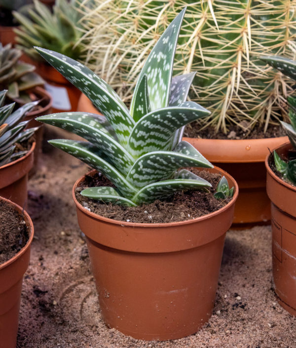 Aloe Variegata