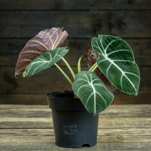 Alokasia Black Velvet ruukussa