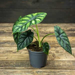Alokasia Dragon Scale ruukussa