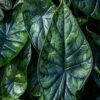 Alokasia Dragon Scale Mint ruskeassa ruukussa puualustalla