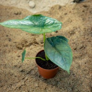Alokasia