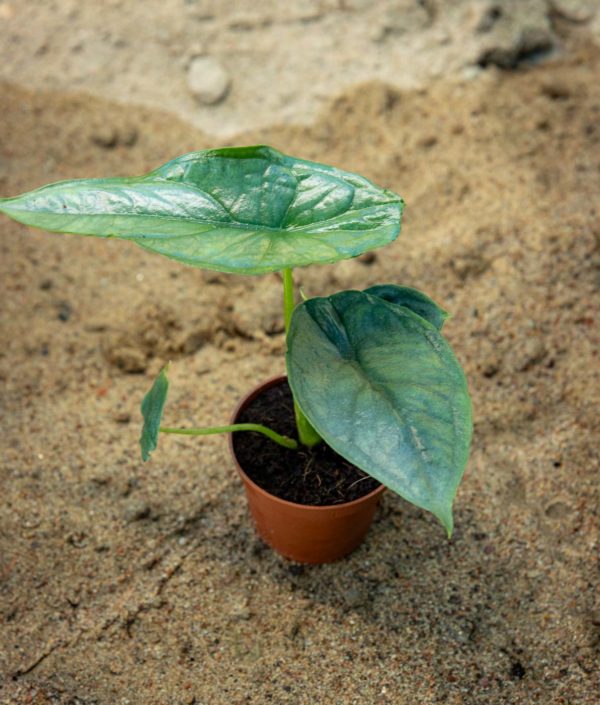 Alokasia