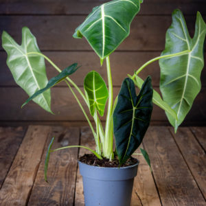 Alokasia