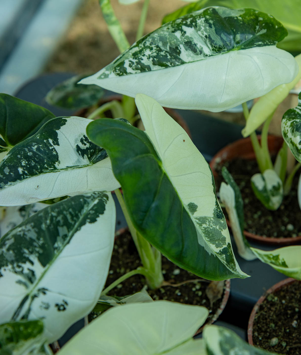 Alokasia Frydek Variegata viherkasvi istutettuna ruskeaan muoviruukkuun, jossa on nuolenmuotoiset samettisen vihreät ja valkokirjavat lehdet.