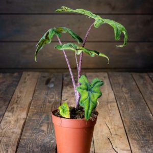 Alokasia
