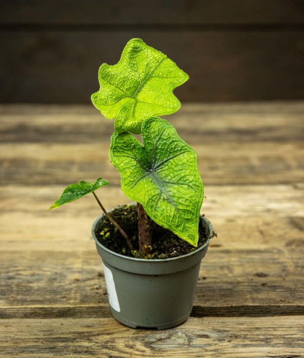 pieni alokasia