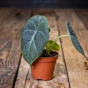 alokasia puutaustaulla