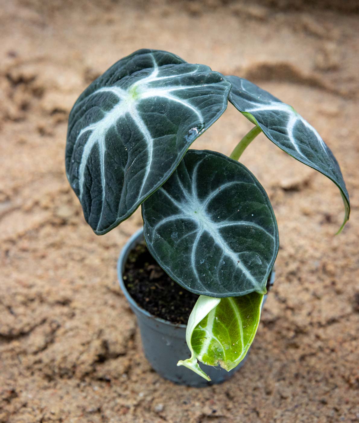 viherkasvien pikkutaimi