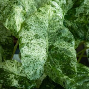 Alokasia Odora 'Batik' Variegata
