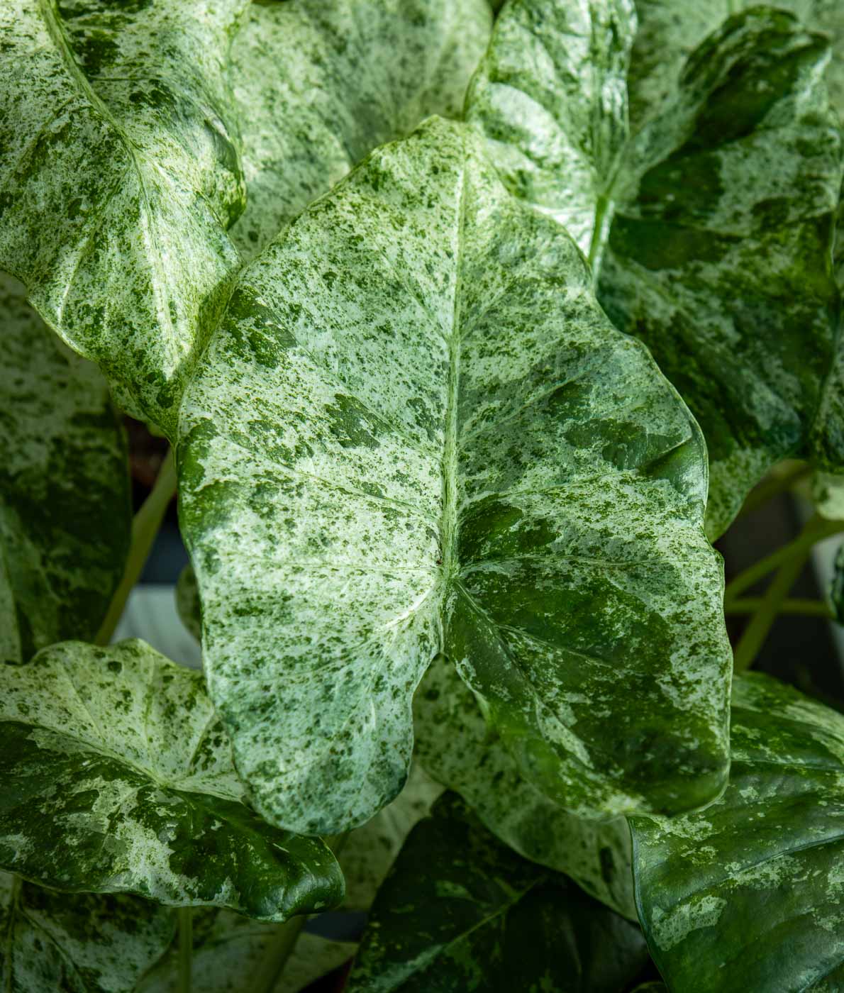 Alokasia Odora 'Batik' Variegata