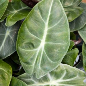 Alokasia, pikkutaimi